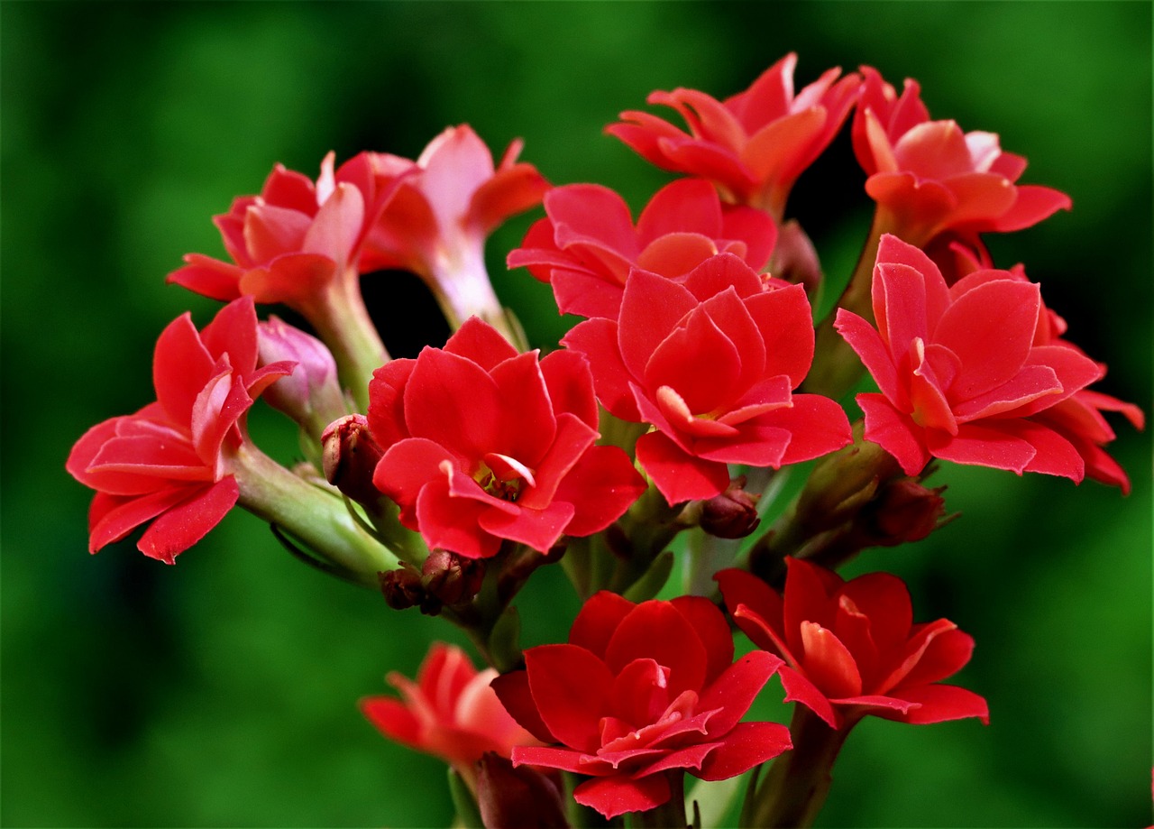 kalanchoe